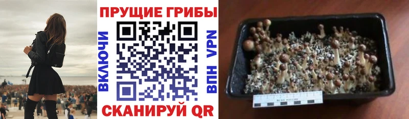 где купить наркоту  blacksprut рабочий сайт  Галлюциногенные грибы Psilocybe  Наро-Фоминск 